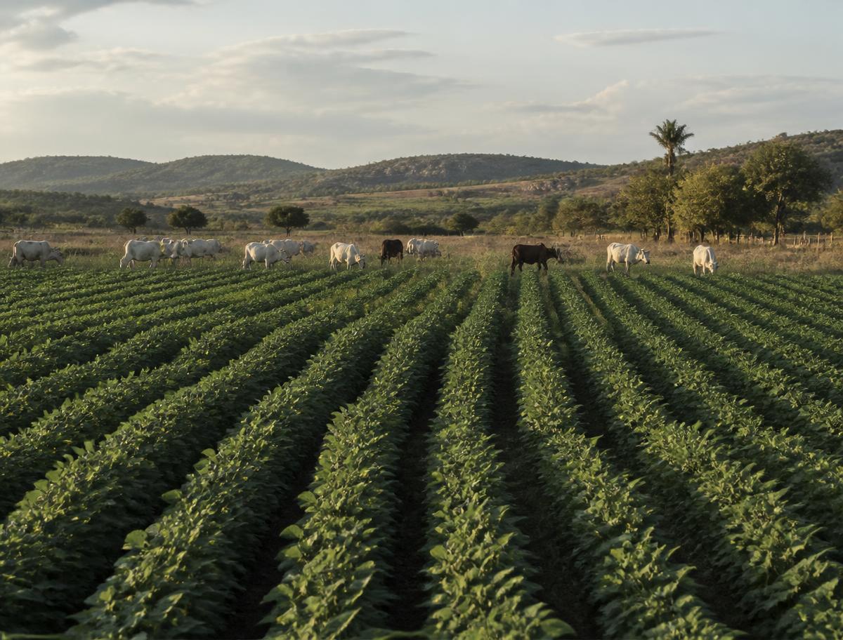 Soybean rows with grazing cattle beyond the field edge